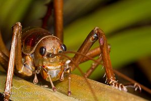 Little Barrier giant weta