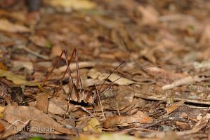 Cave weta