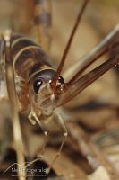 Cave weta