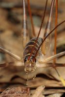 Cave weta