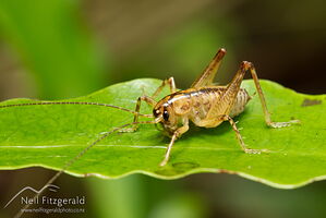 Ground weta