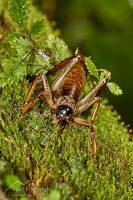 Auckland tree wētā