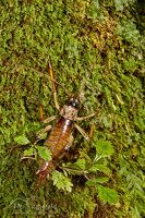 Auckland tree wētā