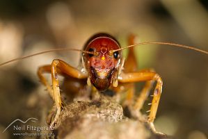 Mercury Island tusked weta