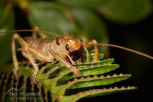 Australian winged wētā