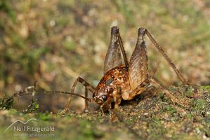 Cave weta