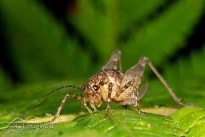 Cave weta