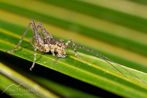 Cave weta