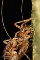 Cave weta