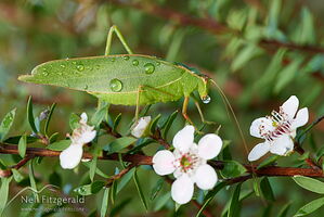 Katydid