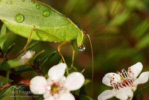 Katydid