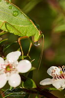 Katydid