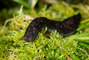 Leaf-veined slug