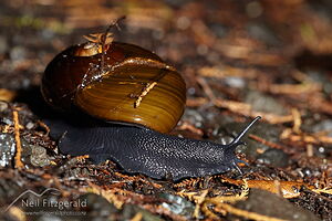 Kauri snail