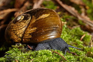 Kauri snail