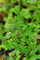 Selaginella kraussiana