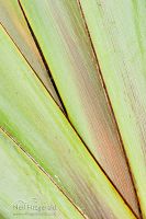 New Zealand flax