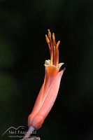 New Zealand flax