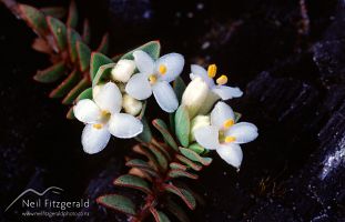 New Zealand daphne