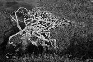 Kunzea toelkenii