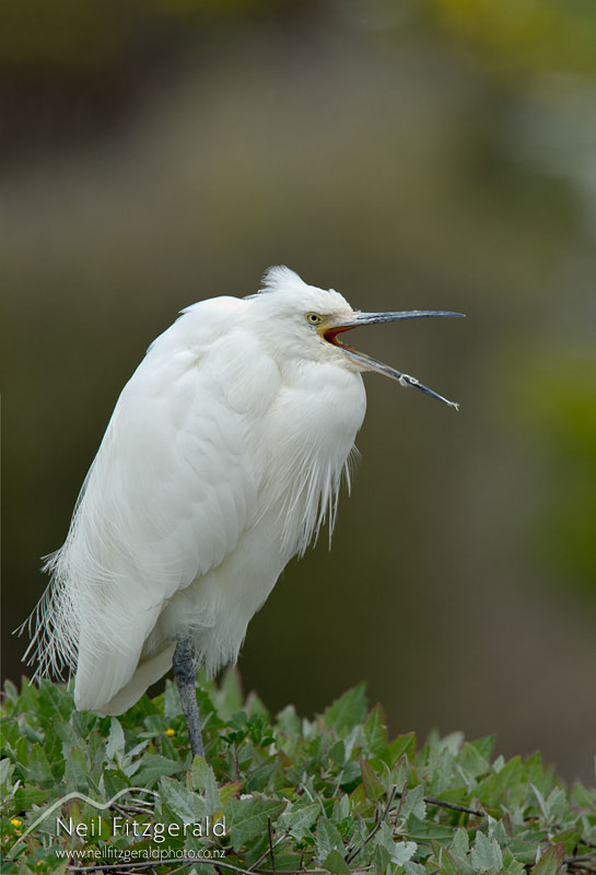 Egretta-garzetta-16038.jpg