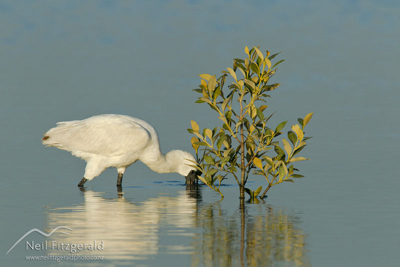 Platalea-regia-15566.jpg