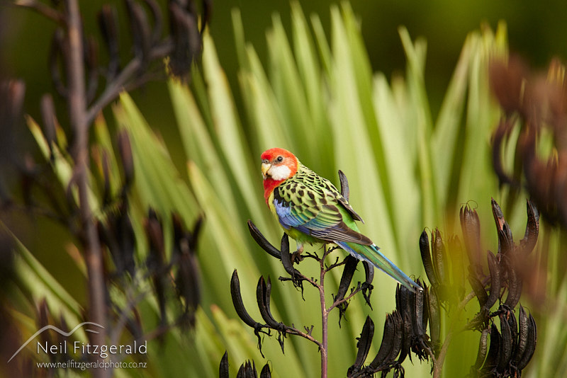 eastern-rosella-26074.jpg