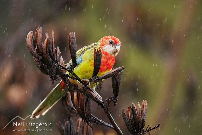 eastern-rosella-26124.jpg