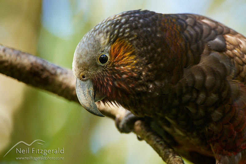 North-Island-kaka-27508.jpg