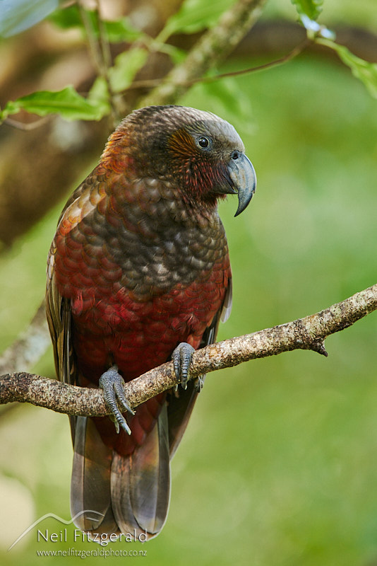 North-Island-kaka-27513.jpg