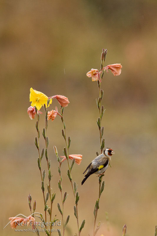 Carduelis-carduelis_12726.jpg