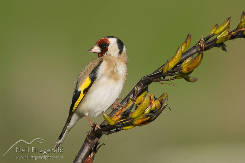 Carduelis-carduelis_5624.jpg