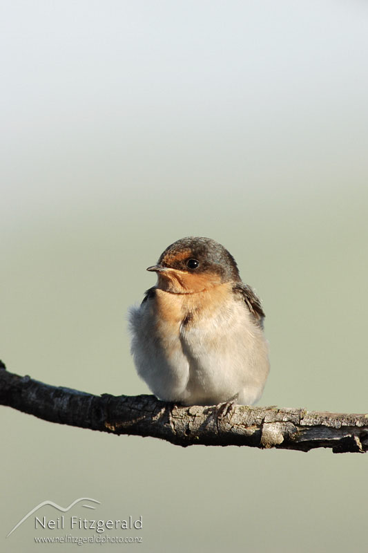 Hirundo-tahitica-neoxena_1848.jpg