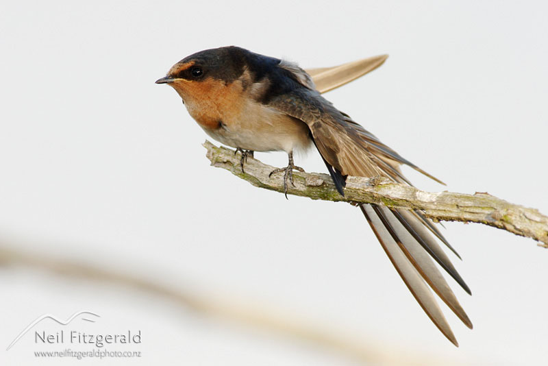 Hirundo-tahitica-neoxena_1890.jpg