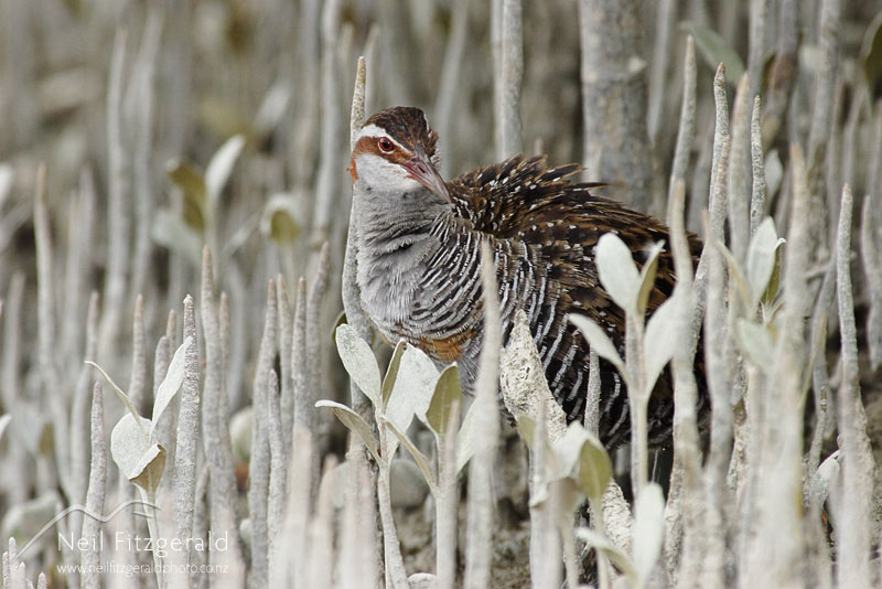 Rallus-philippensis_2918.jpg