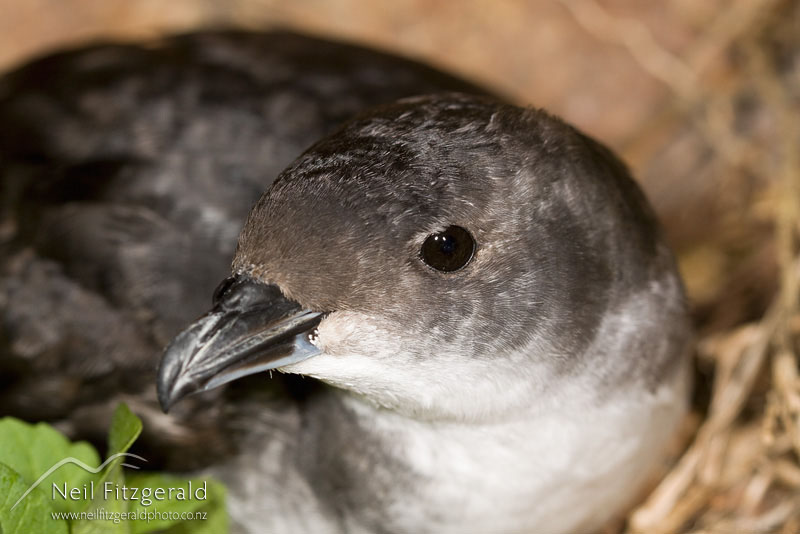 Common diving petrel | Neil Fitzgerald Photography