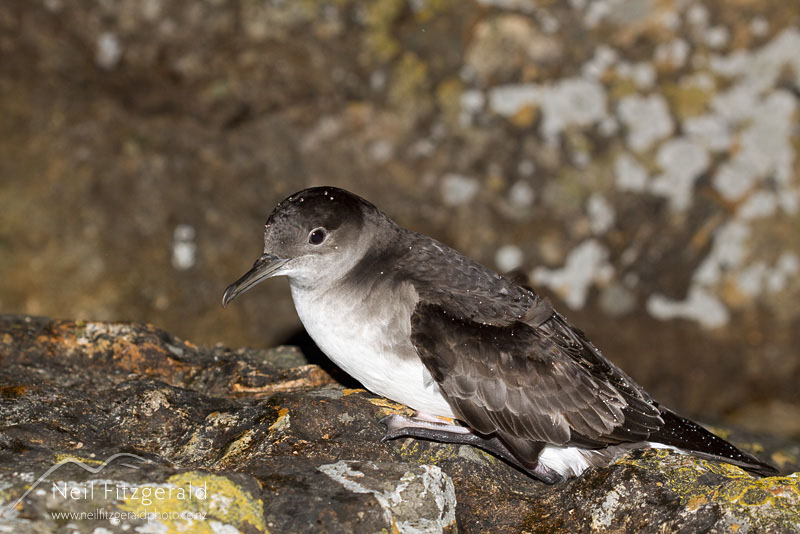 Puffinus-gavia_10259.jpg