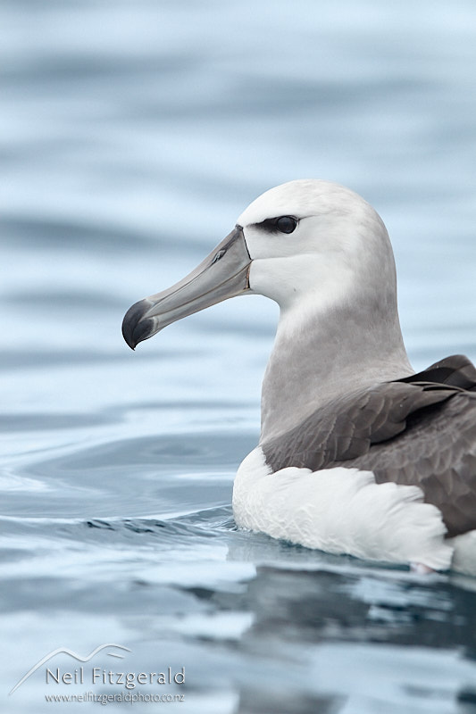 Salvins-albatross-26558.jpg