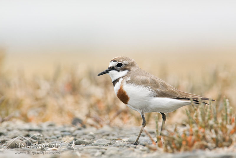 Charadrius-bicinctus_12788.jpg