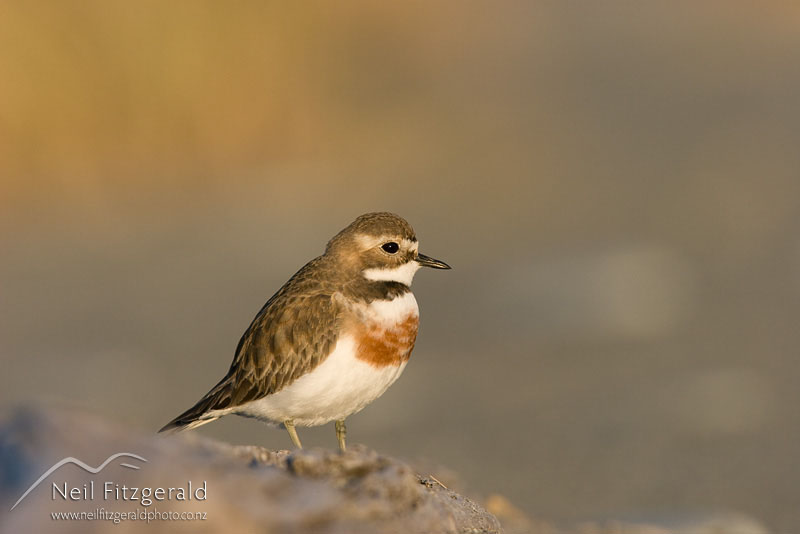 Charadrius-bicinctus_9144.jpg