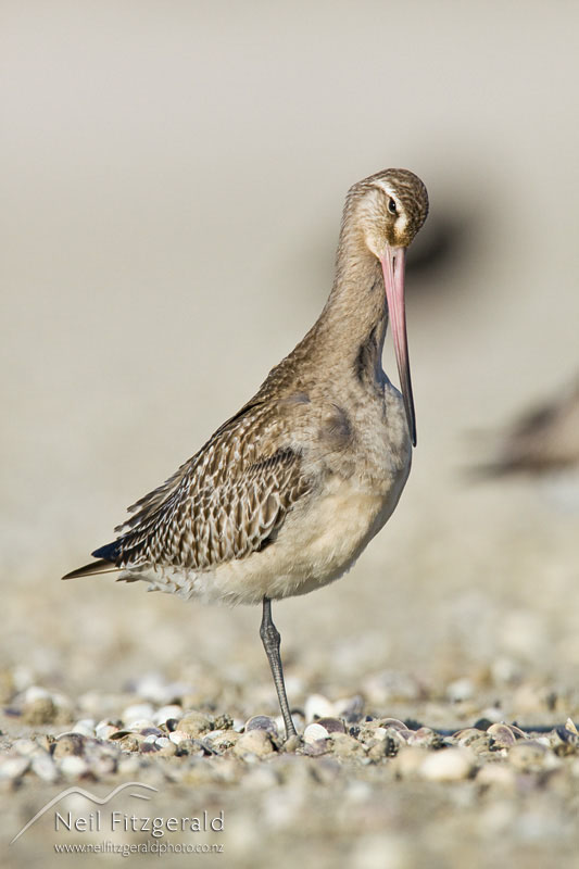 Limosa-lapponica_9887.jpg