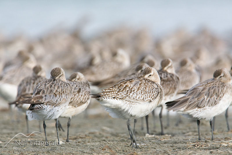 Limosa-lapponica_9992.jpg