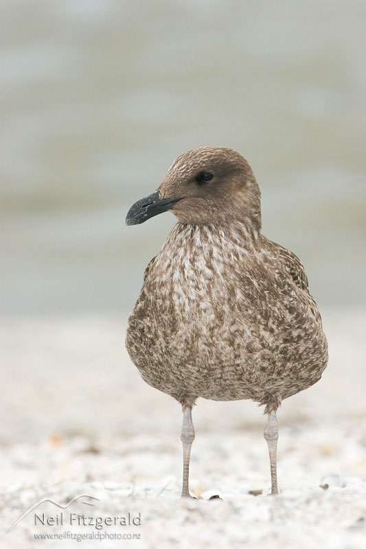 Larus-dominicanus_2791.jpg