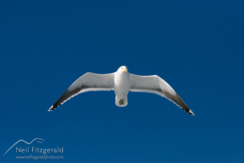 Larus-dominicanus_5281.jpg