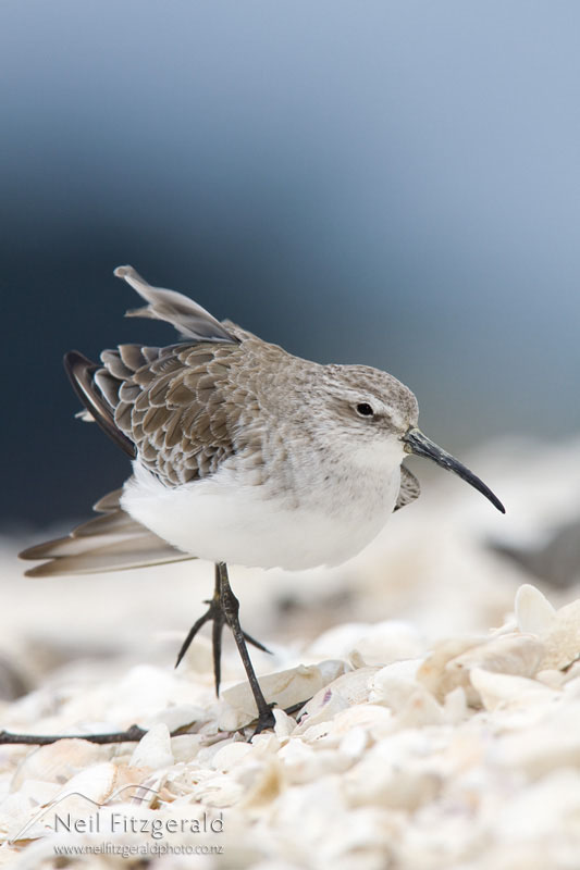 Calidris-ferruginea_12952.jpg