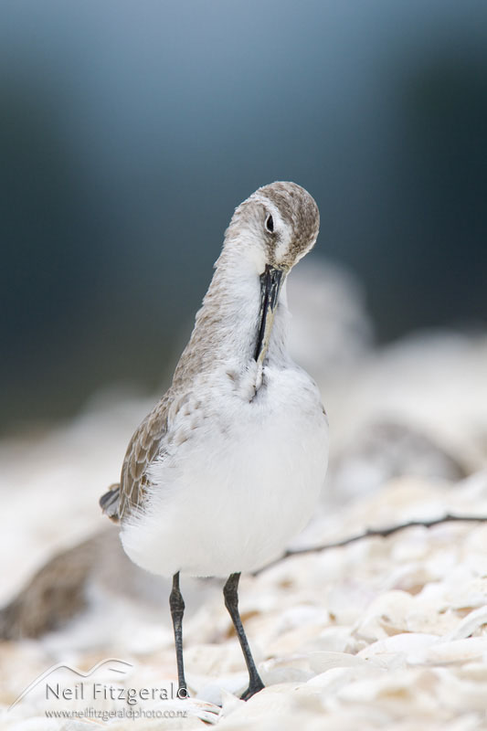 Calidris-ferruginea_12955.jpg