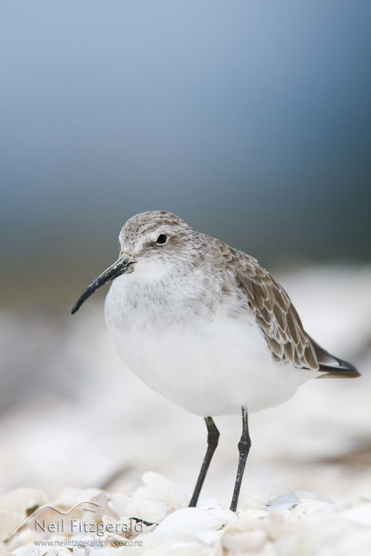 Calidris-ferruginea_12957.jpg