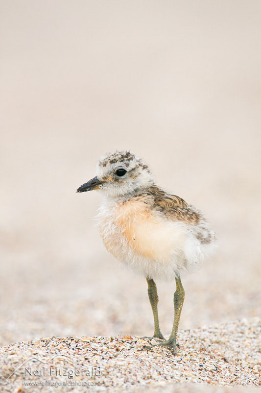 Charadrius-obscurus_10576.jpg