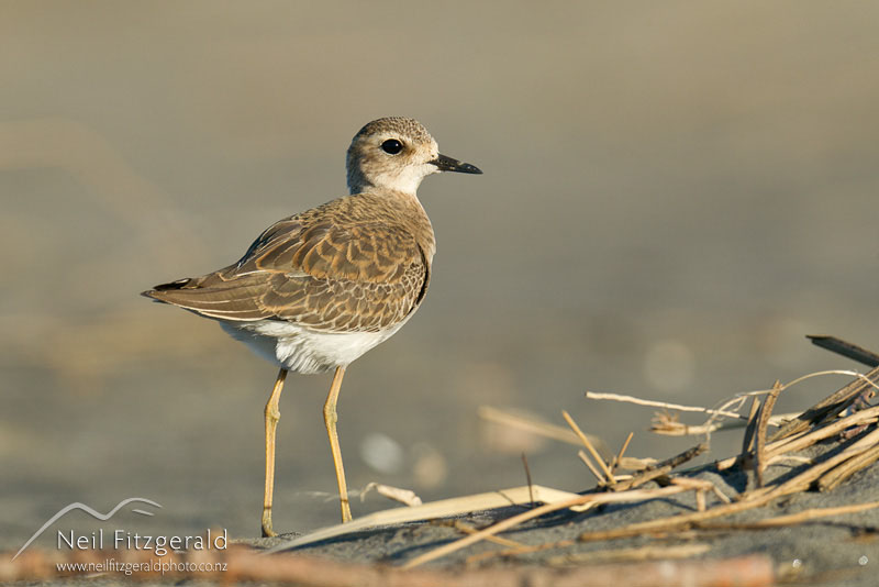 Charadrius-veredus-19954.jpg