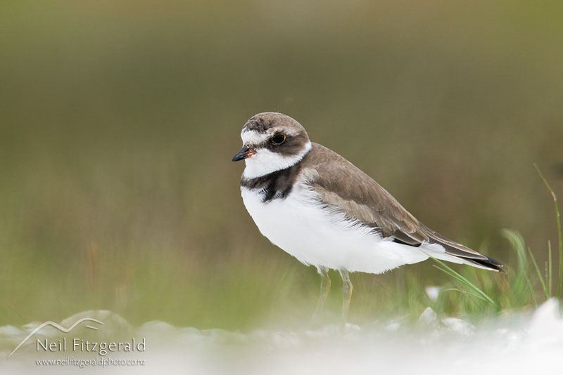 Charadrius-semipalmatus_14098.jpg